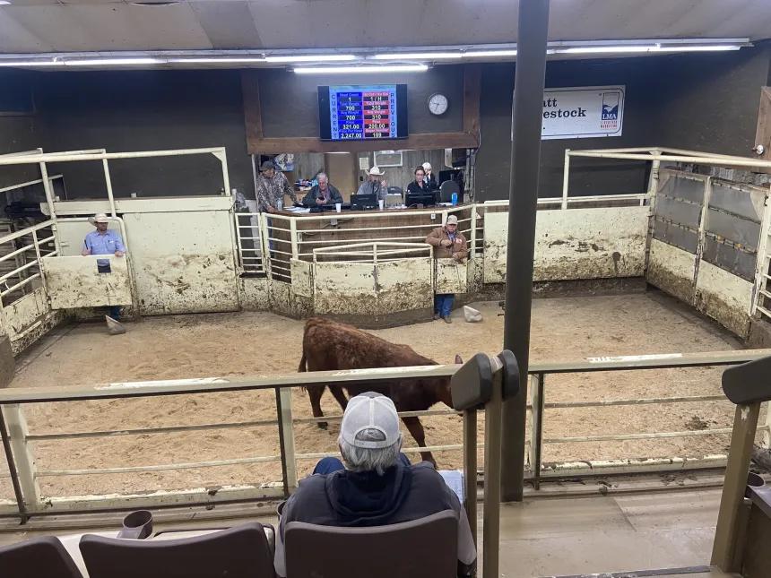 Picture of Sam at the cattle auction (05.01.2026)